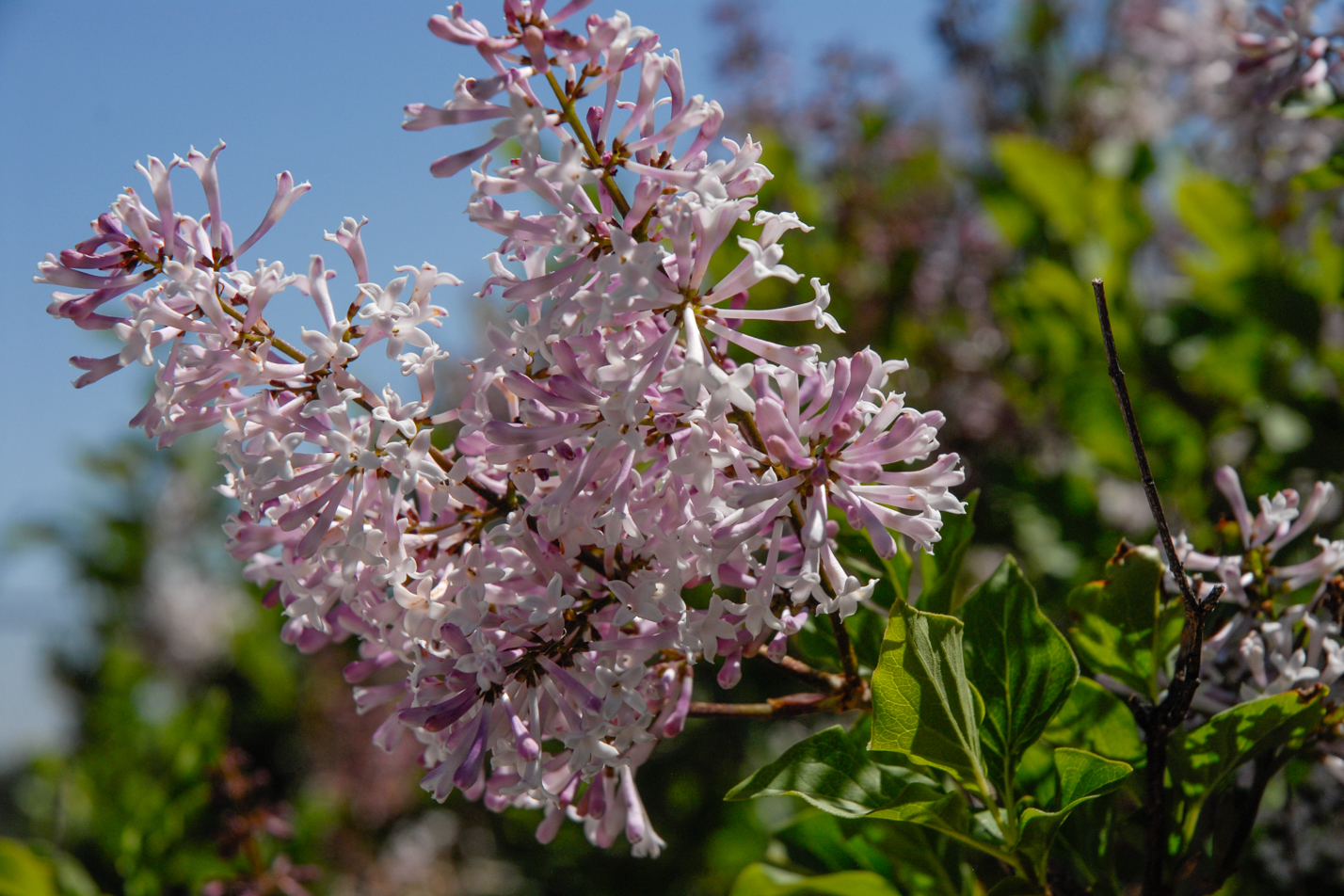 Dwarf Korean Lilac